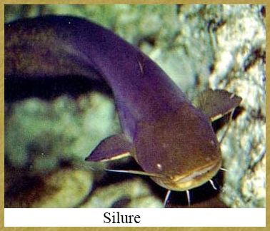 Silure 